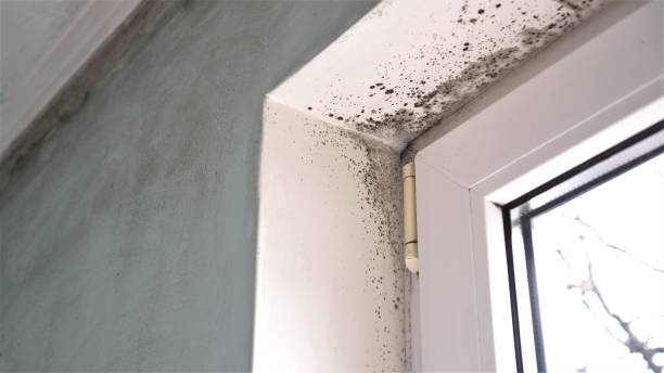 Best Toxic Mold Removal  in Northford, CT