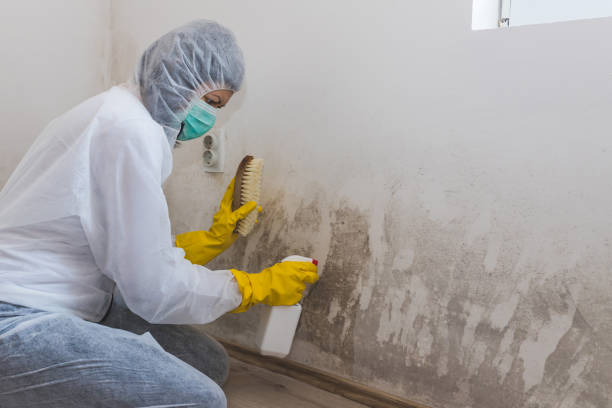 Best Residential Mold Removal  in Northford, CT