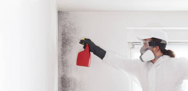 Best Black Mold Removal  in Northford, CT
