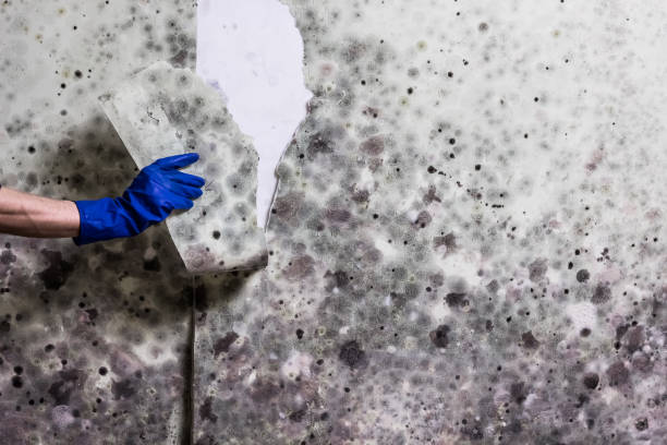 Professional Mold Removal in Northford, CT