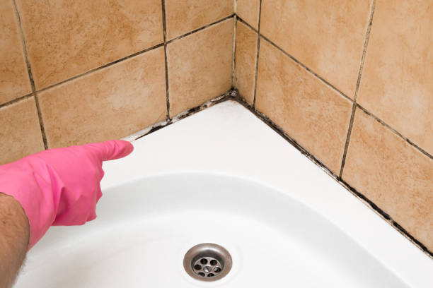 Home Mold Removal in Northford, CT