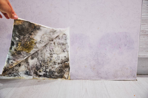 Best Same-Day Mold Removal  in Northford, CT